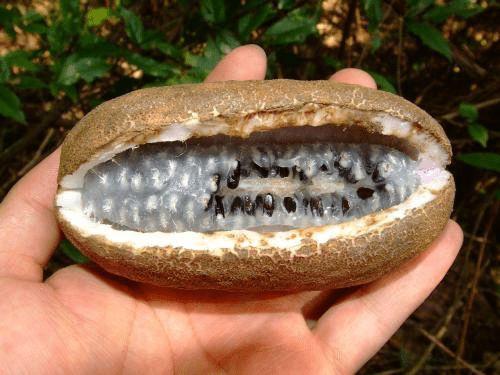 八月瓜到底咋吃才好吃视频,解锁最佳食用秘诀