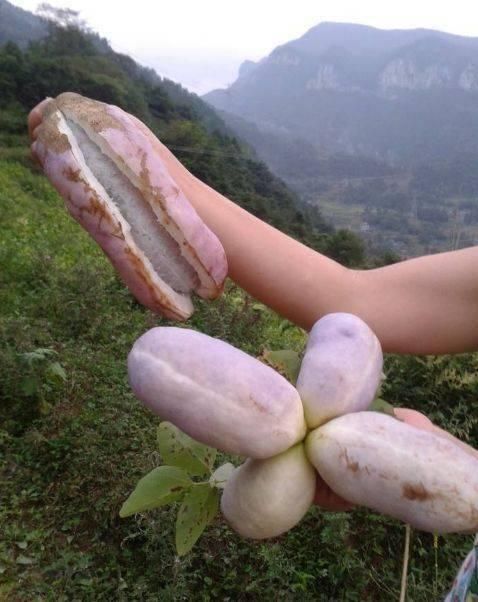 八月瓜到底咋吃才好吃视频,解锁最佳食用秘诀