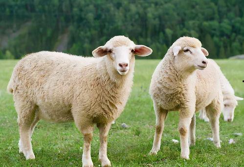 羊可以吃老瓜吗视频教程,揭秘羊能否享用老瓜的秘密