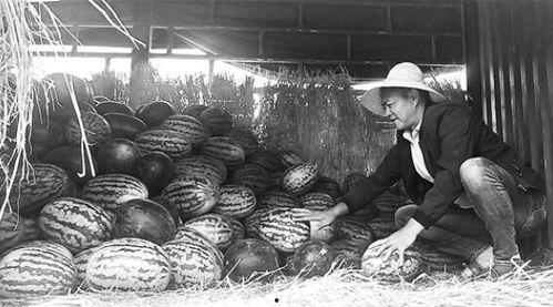 襄城吃瓜群众事件视频曝光,视频曝光揭示惊人真相