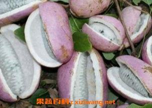 小赵吃八月瓜视频大全下载,小赵带你探索视频大全下载攻略