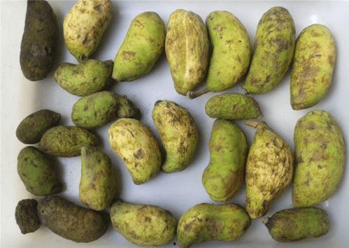 小赵吃八月瓜视频大全下载,小赵带你探索视频大全下载攻略