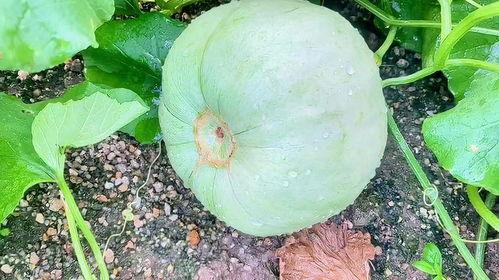 田园风吃瓜视频,揭秘乡村生活趣味瞬间