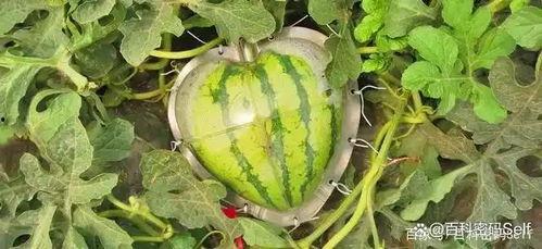 一个人吃一瓜视频大全,一瓜视频大全带你领略美味瞬间