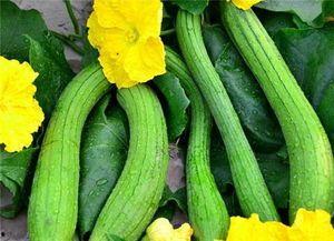 一个人吃一瓜视频大全,一瓜视频大全带你领略美味瞬间