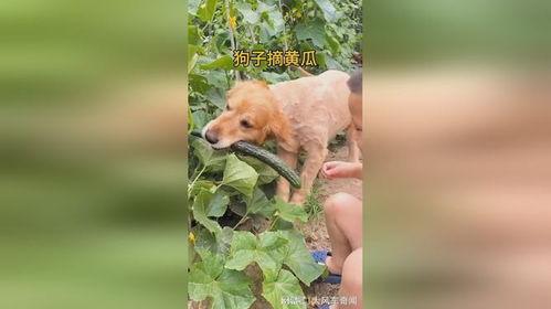 吃瓜狗子爬树视频,萌态可掬的瞬间捕捉