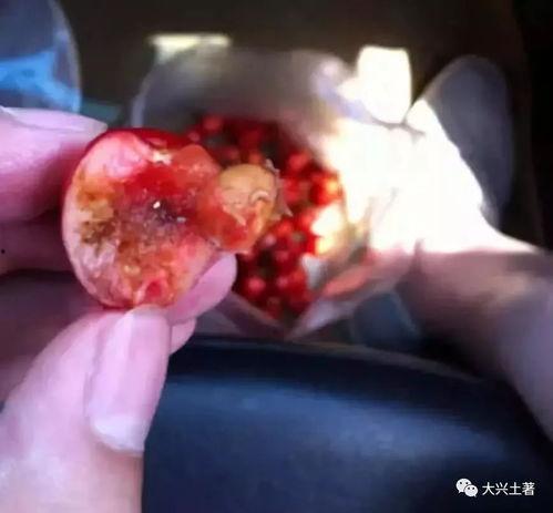 瓜蛆可以吃吗有毒吗视频,揭秘其毒性及食用风险