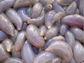 地瓜吃瓜视频在线观看,趣味横生的在线观看盛宴