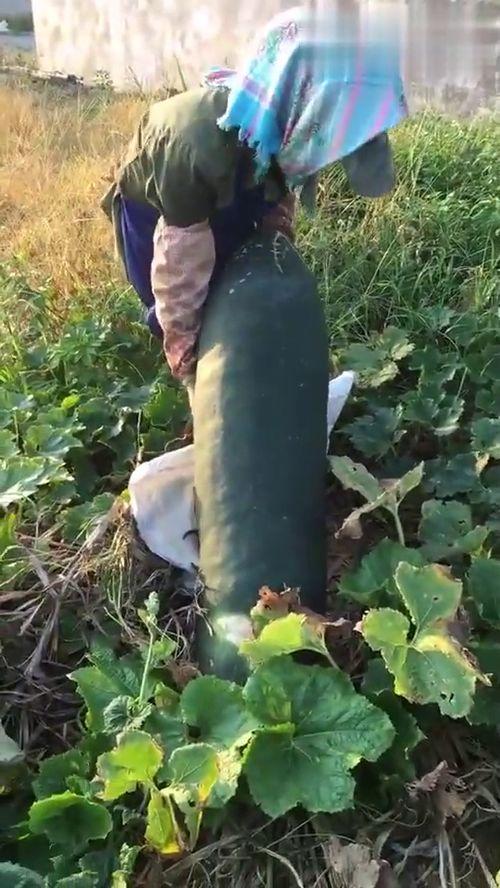 吃烂瓜视频大全在线观看,趣味横生的搞笑瞬间大盘点