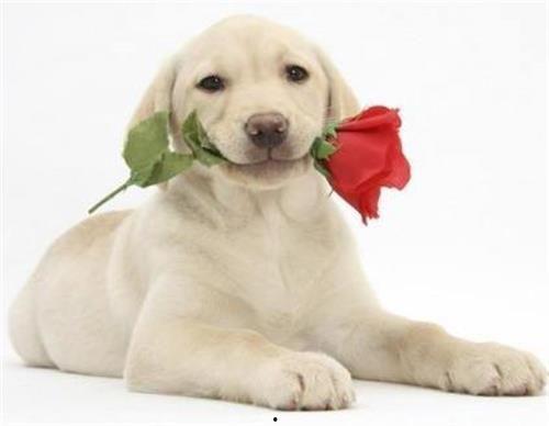 狗可以吃网纹蜜瓜吗视频,狗狗的夏日美味还是禁忌？