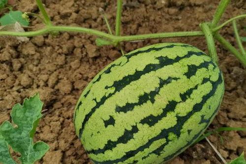 老外吃酸瓜视频,老外挑战本土酸瓜，滋味如何？