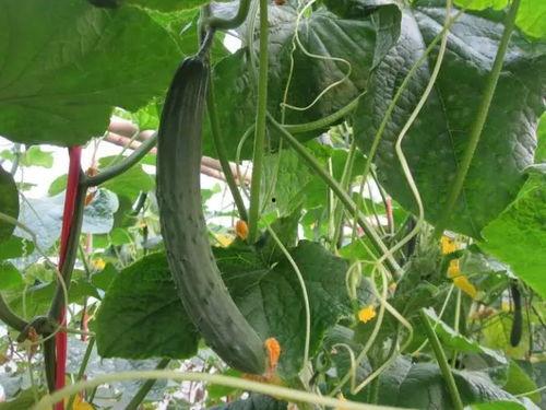 赵欣妍吃瓜视频大全,揭秘娱乐圈幕后故事