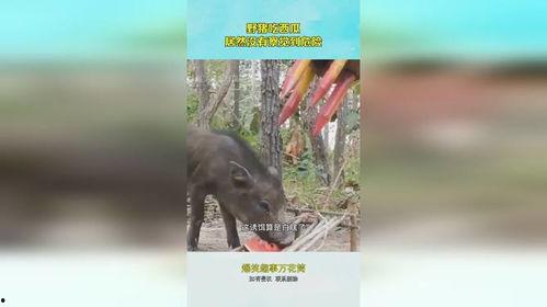 猪吃瓜视频,趣味横生的动物日常