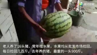现在吃瓜视频,揭秘幕后真相与娱乐现象