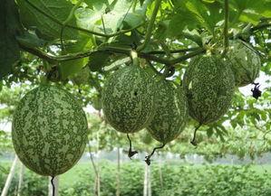 吊瓜能烤着吃吗视频讲解,美味烤瓜视频解析