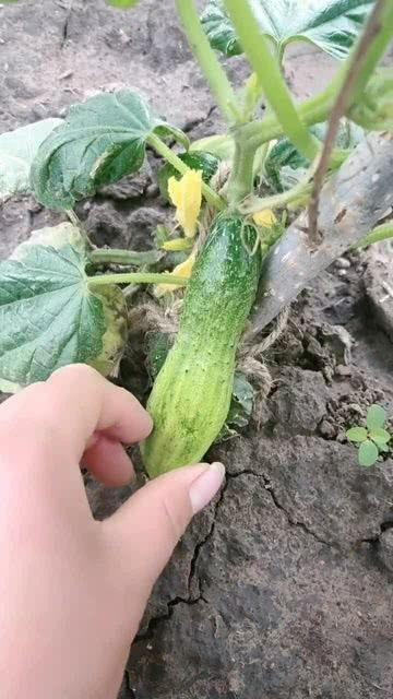 瓜不甜的孩子可以吃吗视频,揭秘视频真相