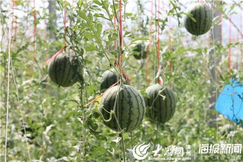 金龙湾吃瓜事件视频大全,视频大全揭秘惊人真相