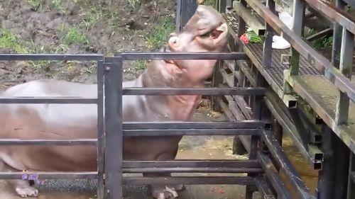 吃瓜喂河马的视频,吃瓜喂河马的趣味瞬间