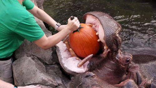 吃瓜喂河马的视频,吃瓜喂河马的趣味瞬间