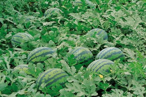 80年代瓜地吃瓜视频,怀旧乡村生活的甜蜜回忆