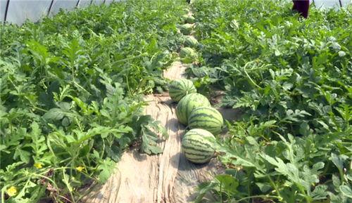 汾阳吃瓜最新事件视频