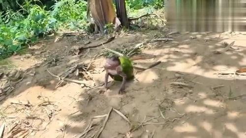 忍者神龟吃瓜视频全集,吃瓜视频全集大揭秘