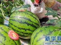 万州吃瓜视频最新消息曝光,最新爆料揭示惊人内幕